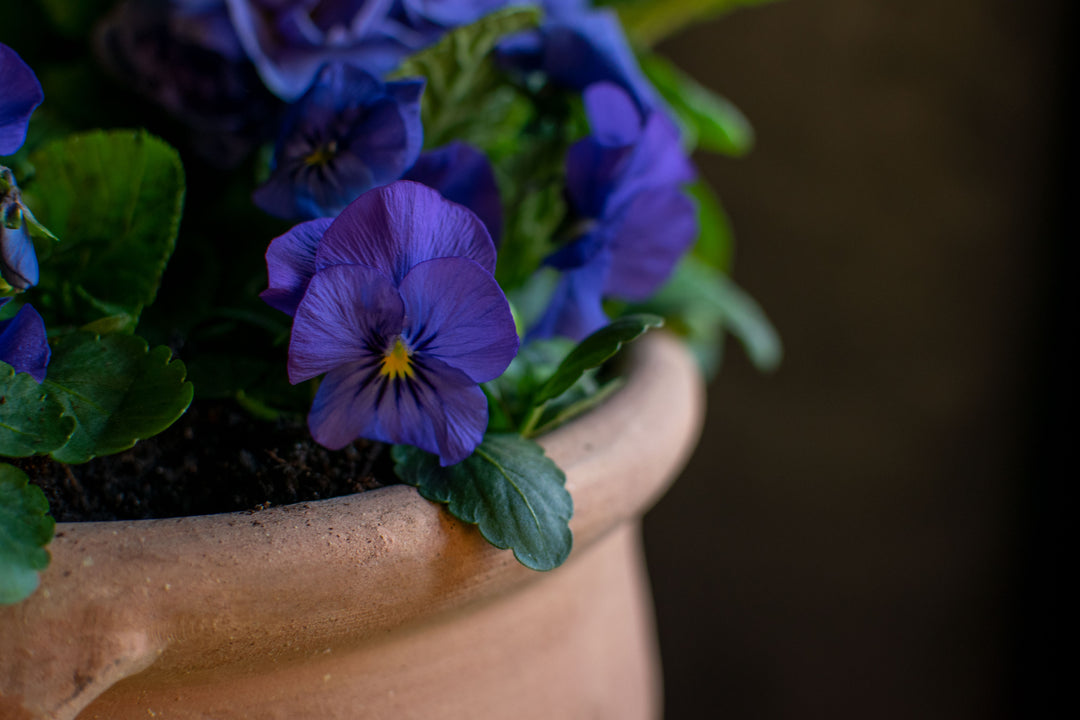Iridescent dream pot