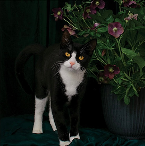 Zazou The Kitten and The Bee Garden Flowers Calendar