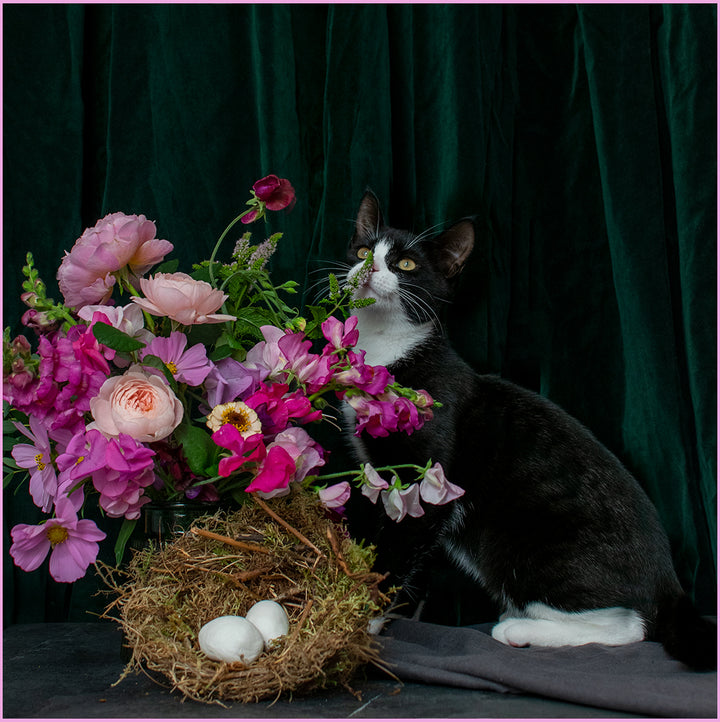 Zazou The Kitten and The Bee Garden Flowers Calendar