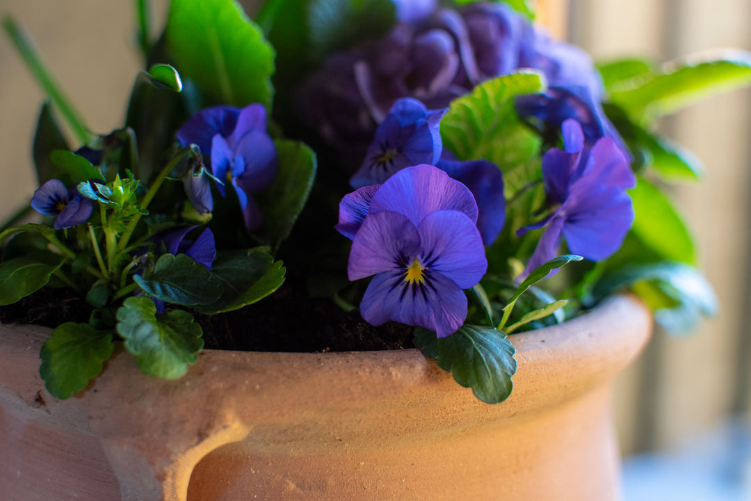 Iridescent dream pot